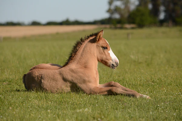 Shetland pony with a thick mane standing in a green field