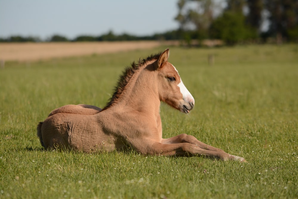 cavalo na grama