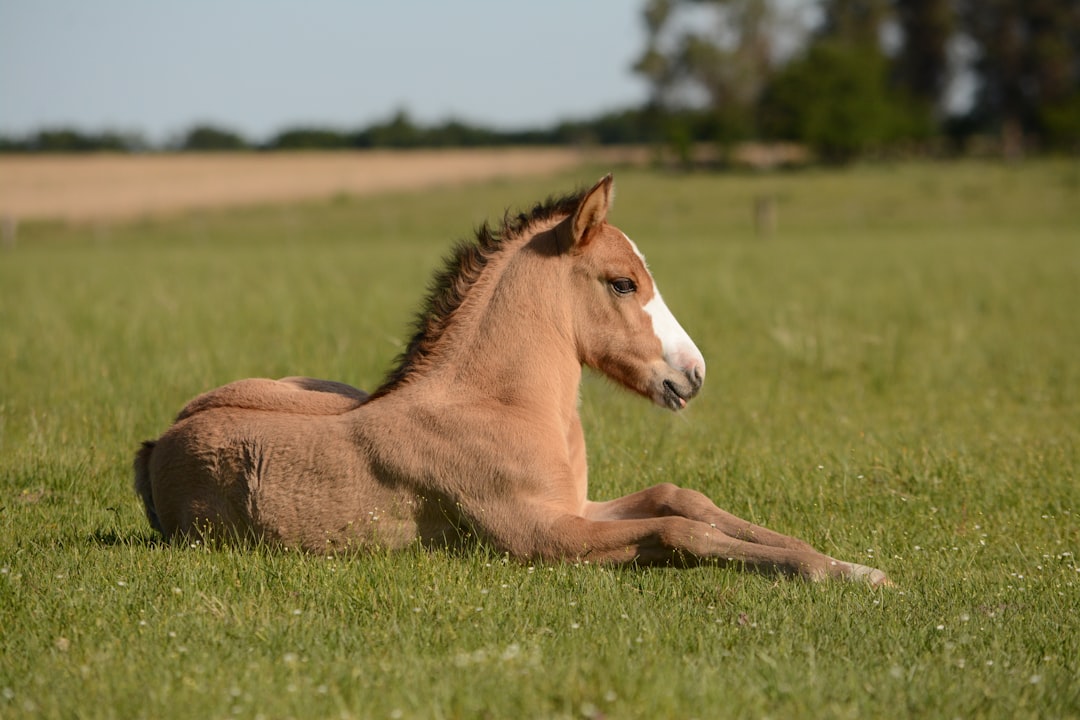 horse in grass,