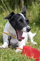 A small black and white dog is lying on the grass, yawning with its eyes closed. It wears a yellow collar and is attached to a black leash. In front of the dog, there is a red plastic scoop partially visible on the grass, with the dog seemingly resting atop a chew toy.