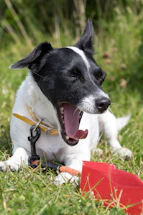 A small black and white dog is lying on the grass, yawning with its eyes closed. It wears a yellow collar and is attached to a black leash. In front of the dog, there is a red plastic scoop partially visible on the grass, with the dog seemingly resting atop a chew toy.