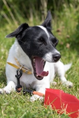 A small black and white dog is lying on the grass, yawning with its eyes closed. It wears a yellow collar and is attached to a black leash. In front of the dog, there is a red plastic scoop partially visible on the grass, with the dog seemingly resting atop a chew toy.