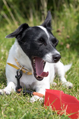 A small black and white dog is lying on the grass, yawning with its eyes closed. It wears a yellow collar and is attached to a black leash. In front of the dog, there is a red plastic scoop partially visible on the grass, with the dog seemingly resting atop a chew toy.