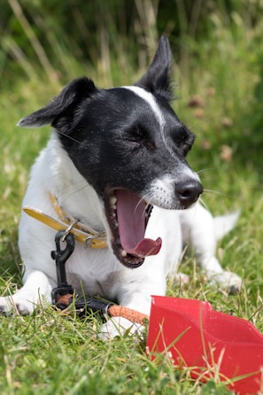 A small black and white dog is lying on the grass, yawning with its eyes closed. It wears a yellow collar and is attached to a black leash. In front of the dog, there is a red plastic scoop partially visible on the grass, with the dog seemingly resting atop a chew toy.