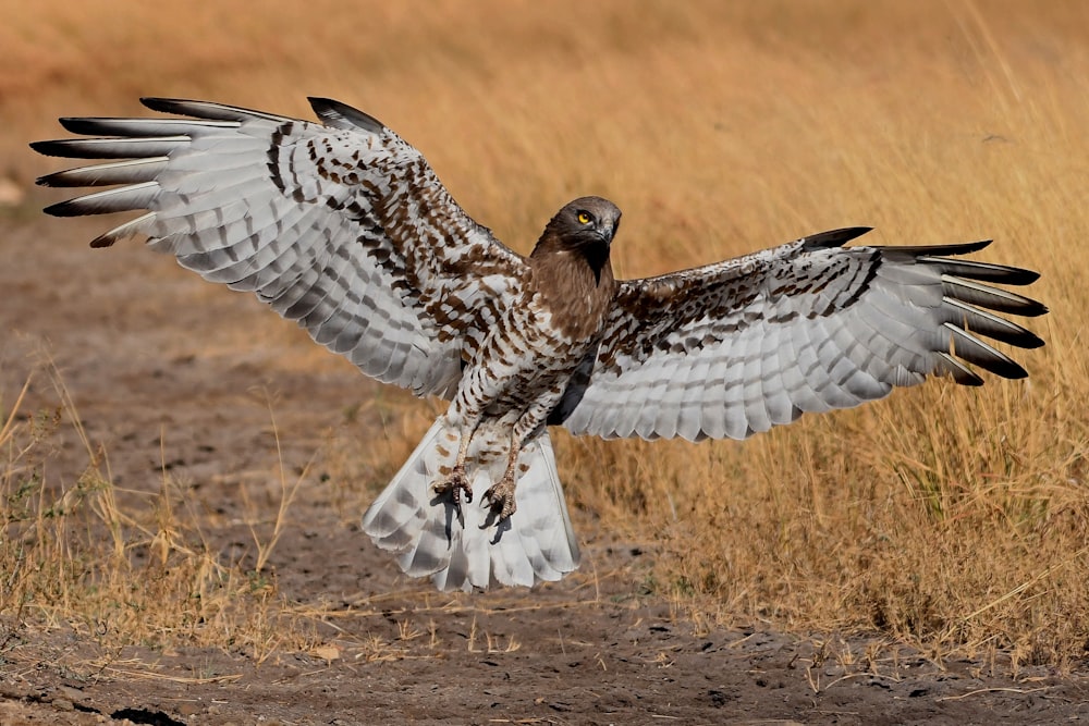 brown and beige falcon spreading wings near ground