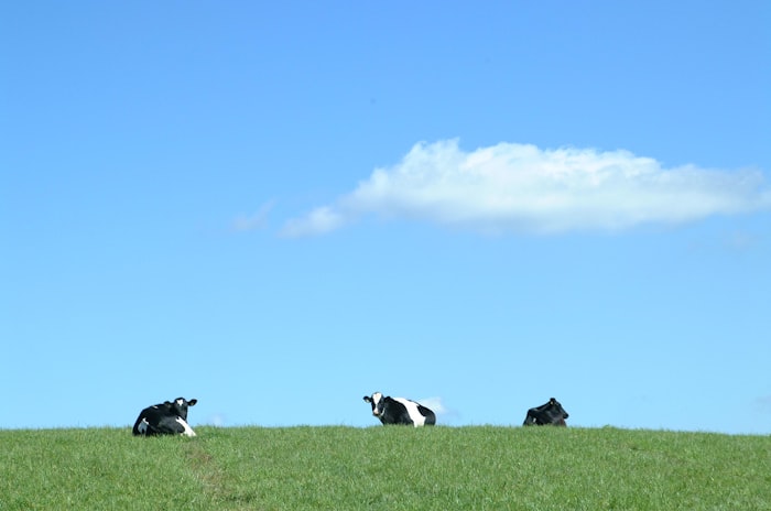 Herd of black and white dairy cows on green pasture