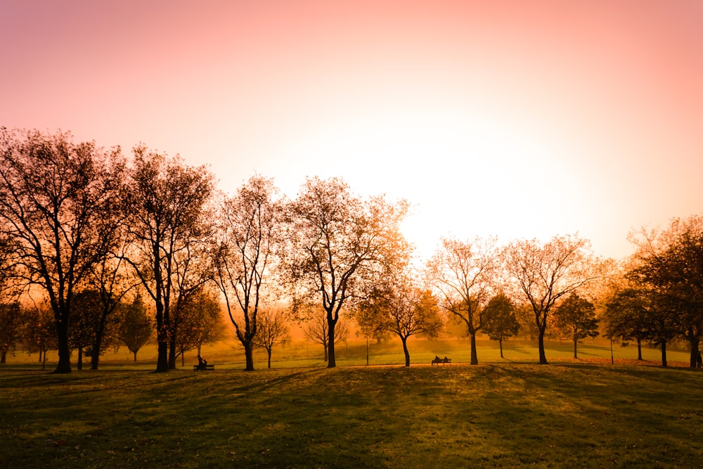 trees at the ranch