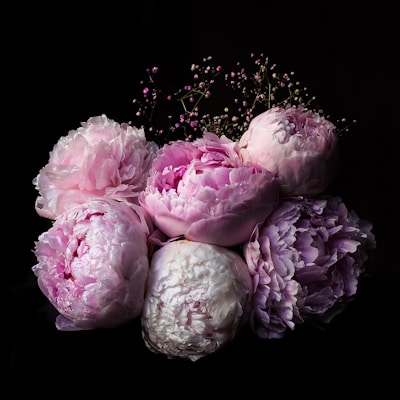 A cluster of large, blooming peonies in shades of pink and white set against a dark background. The petals appear soft and layered, with delicate smaller flowers interspersed among them, adding texture and contrast.