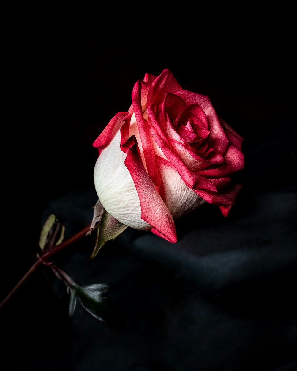 focus photography of red and white rose flower