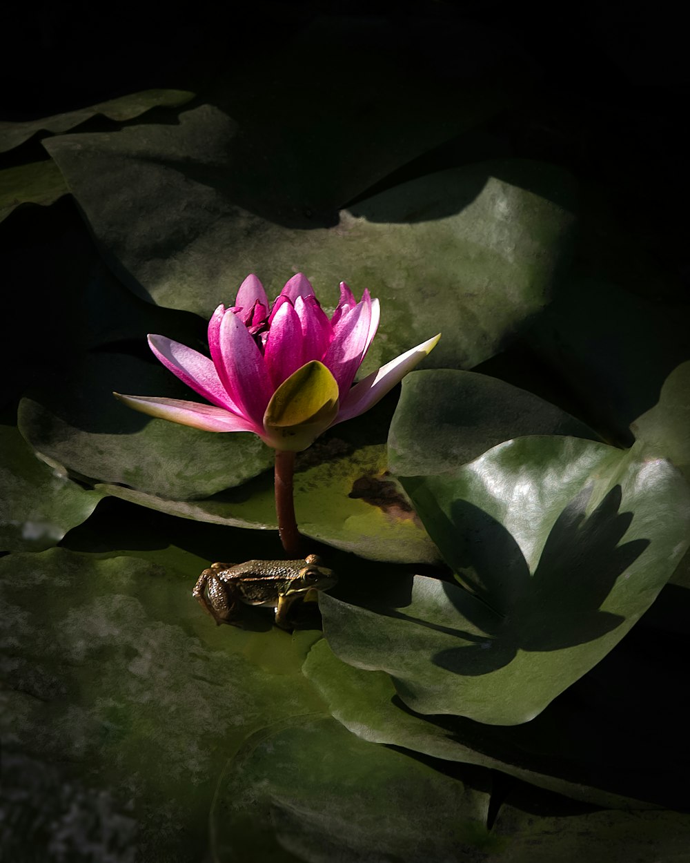 flor de pétala cor-de-rosa ao lado da fotografia de closeup cinza do sapo