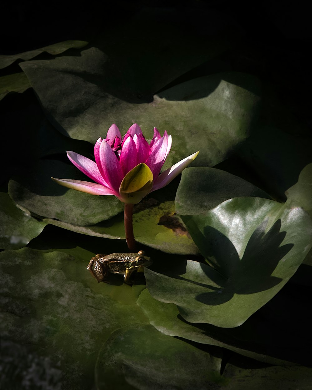 灰色のカエルのクローズアップ写真の横にあるピンクの花びらの花