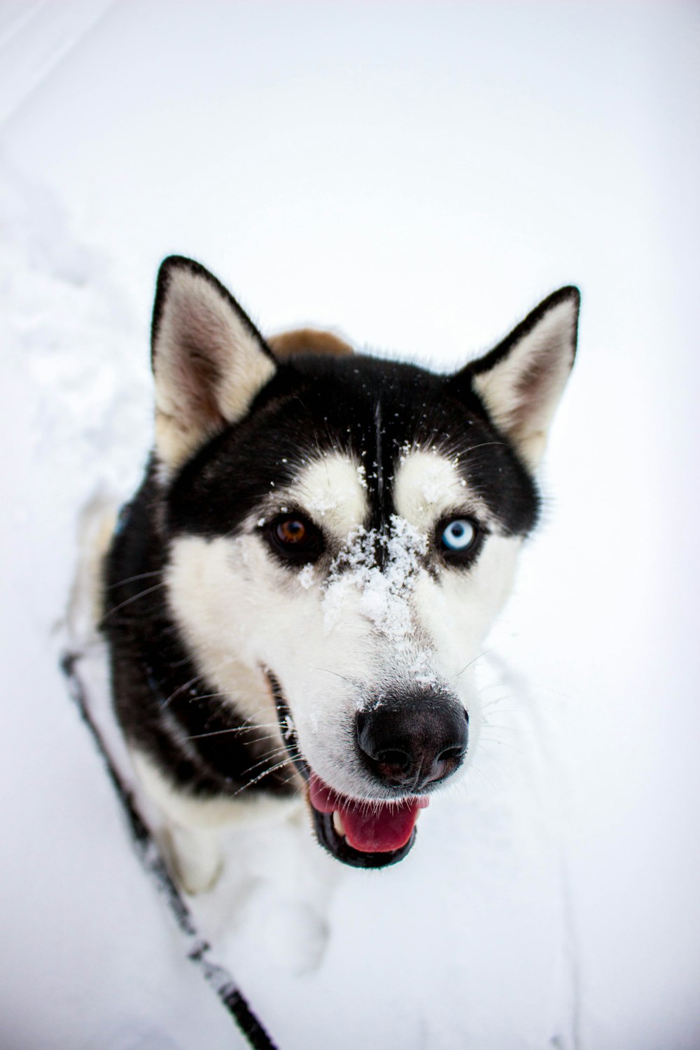 Photographie en gros plan de husky blanc et noir