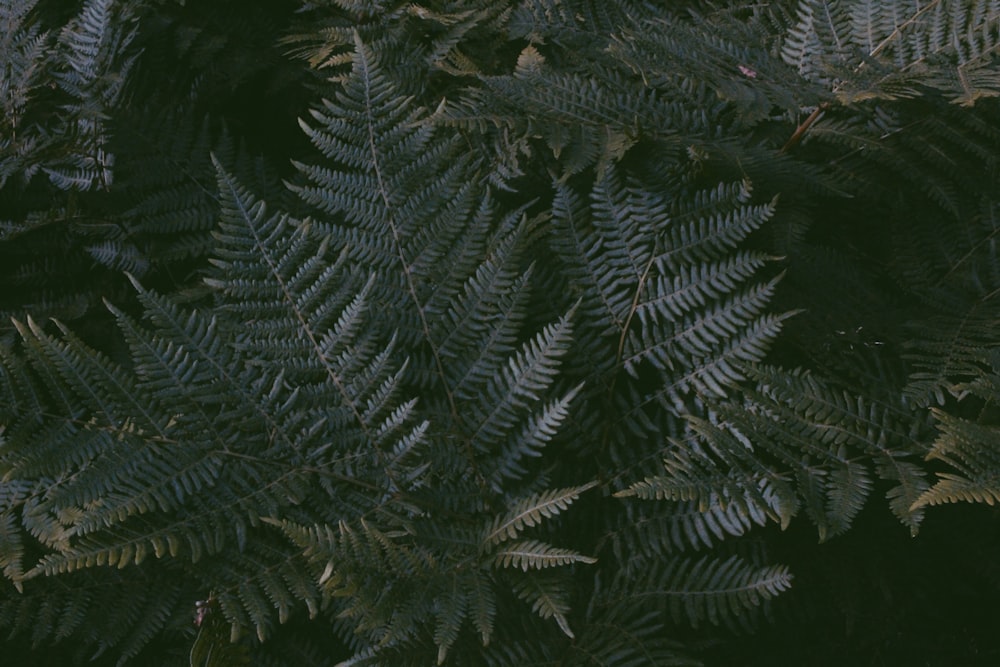 high-angle photo of green fern leaves