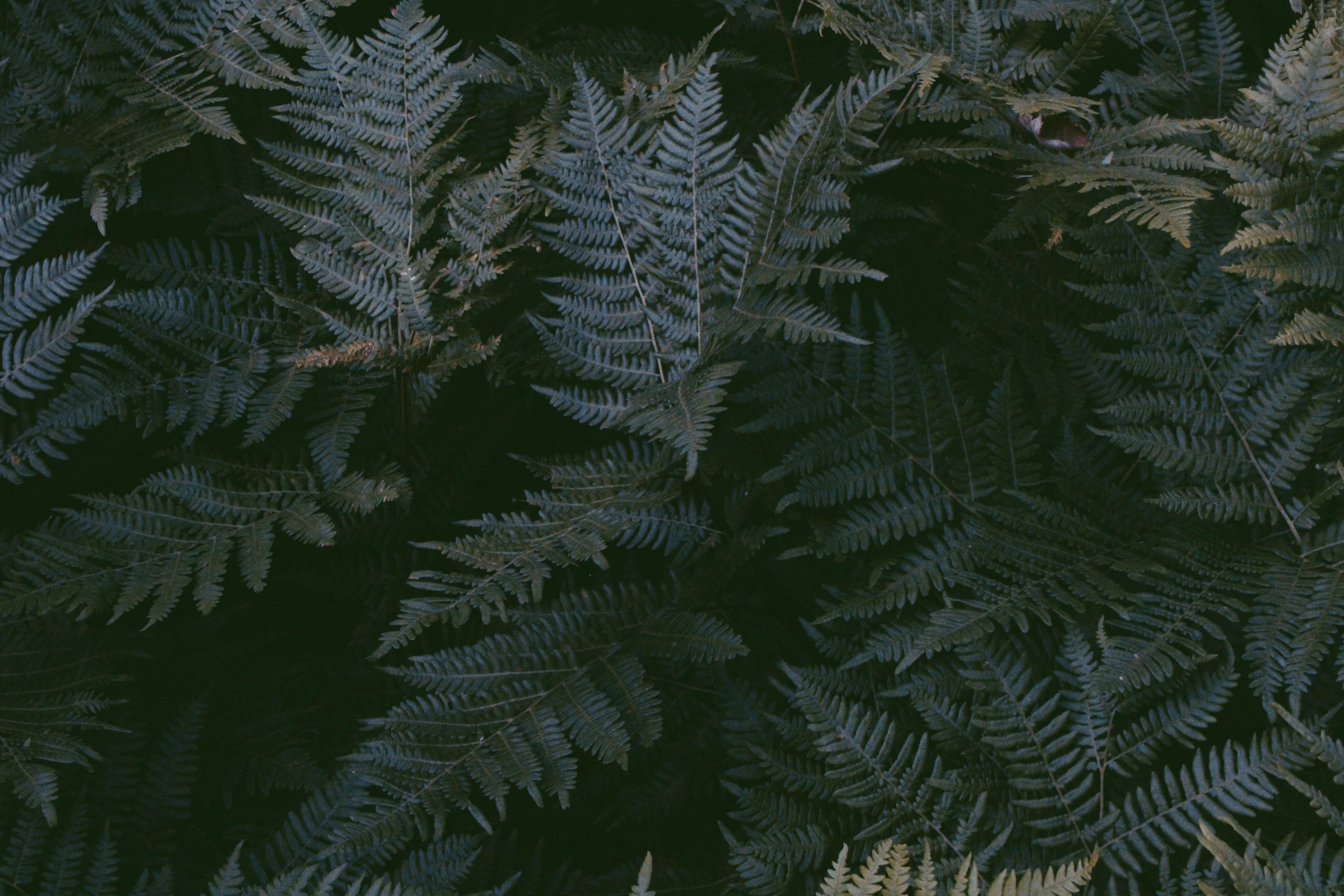 Photo by sam_schultzie