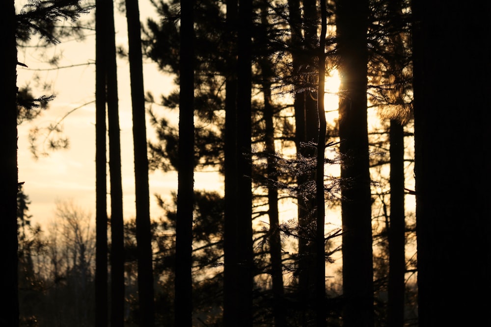 pine trees during golden hour