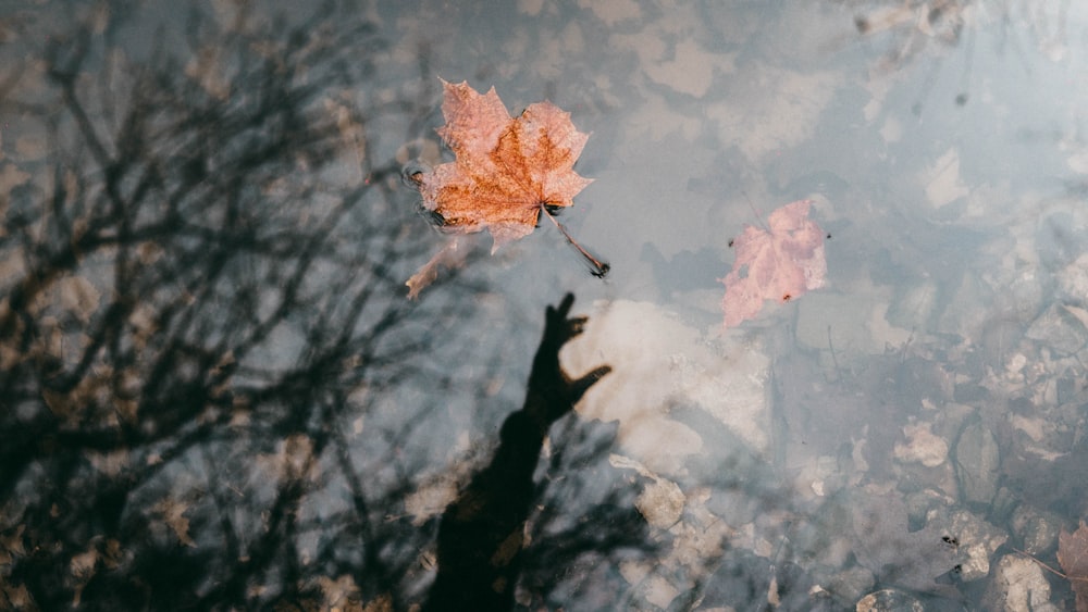 maple leaf floating on air