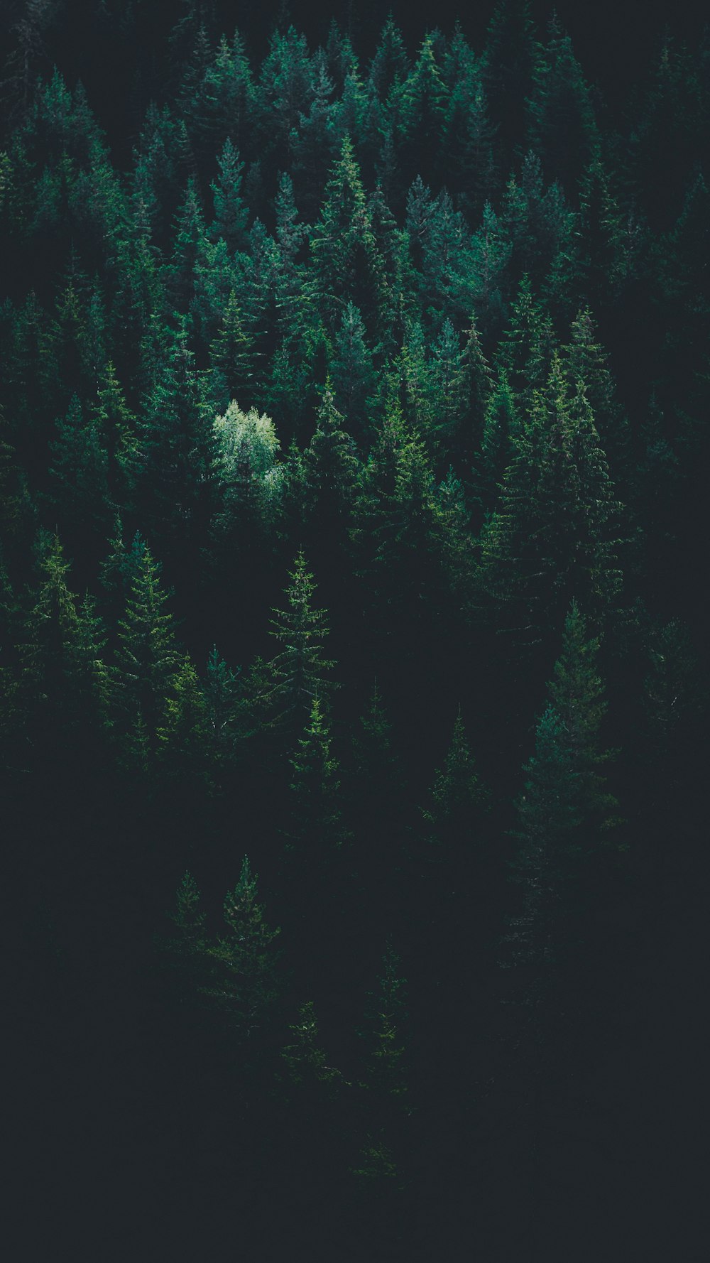 green forest wallpaper