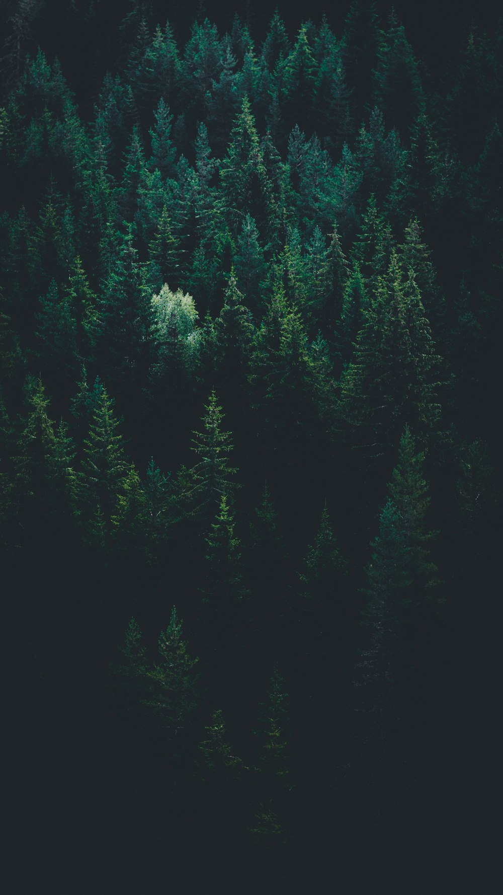 Szenerie aus Waldbäumen