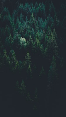 世界杯足球赛球迷庆祝场景 - 人群挥舞旗帜欢呼
