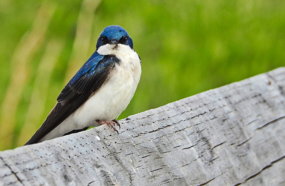 Oiseau à ventre blanc à bec court sur clôture en bois