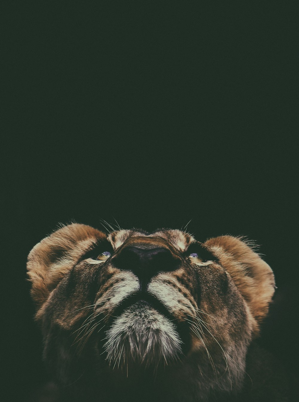 León marrón mirando hacia arriba en la fotografía con lente macro