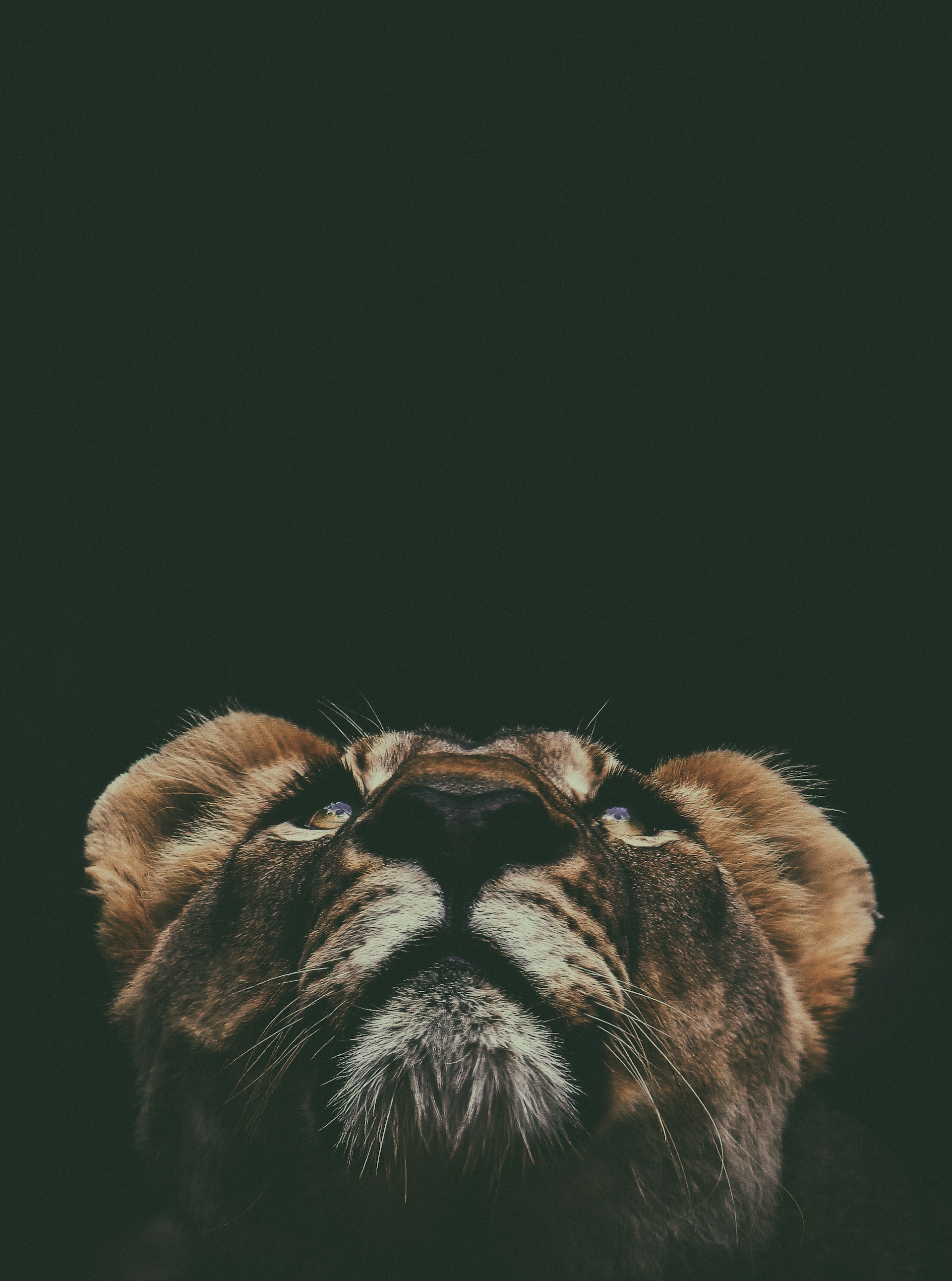brown lion looking up in macro lens photography