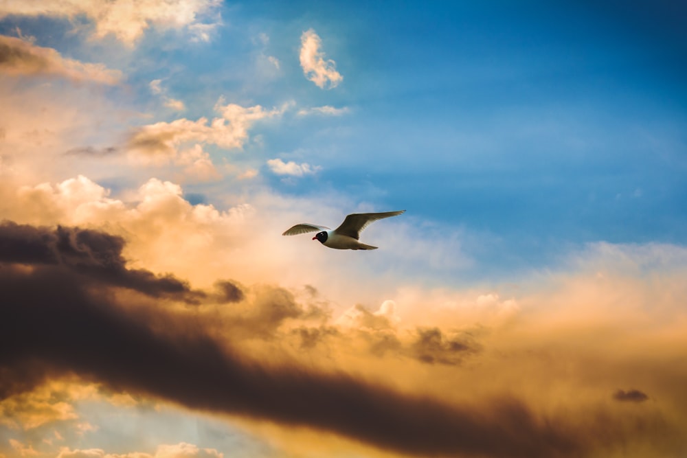 Un uccello che vola attraverso un cielo blu nuvoloso