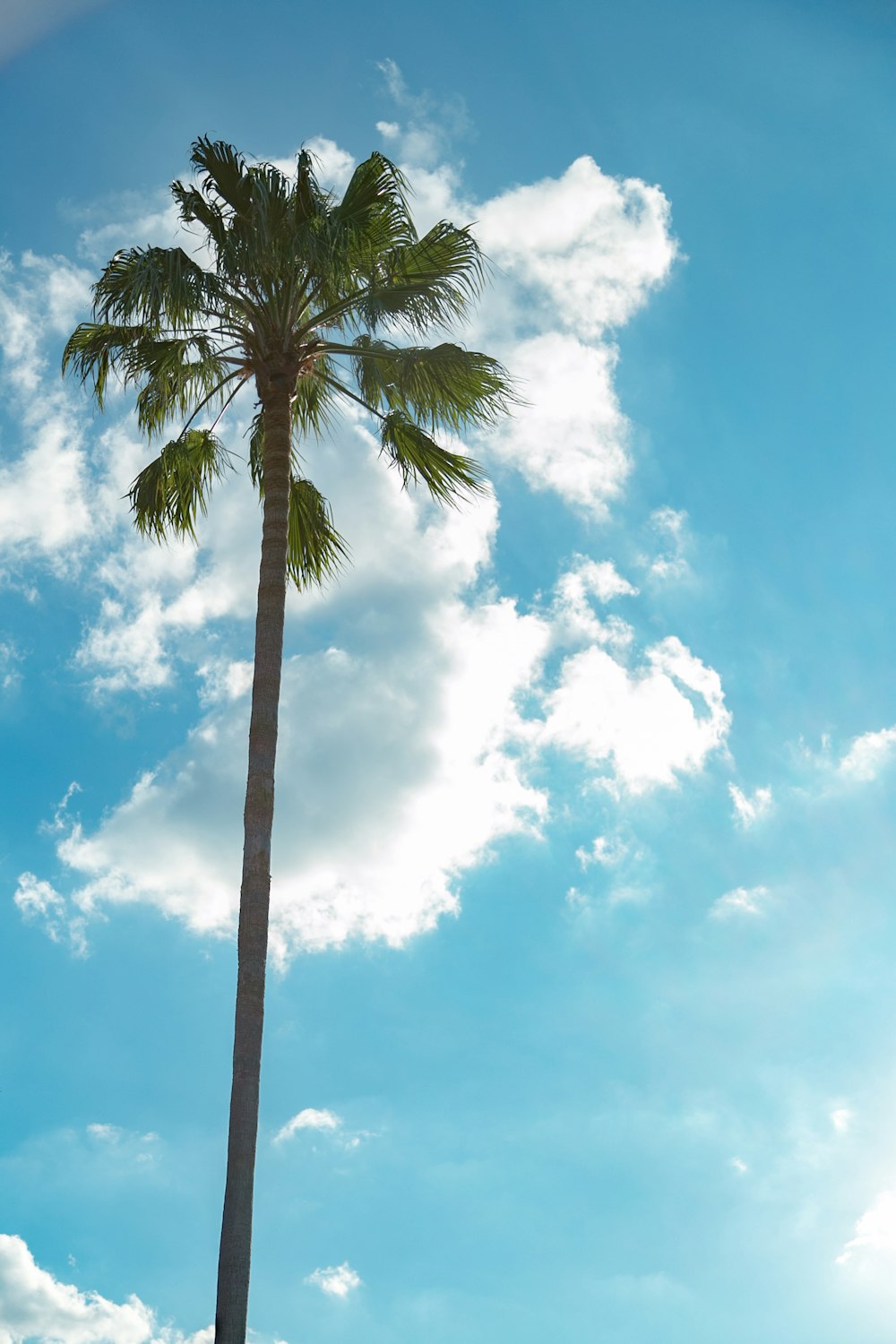 a tall palm tree sitting under a blue cloudy sky