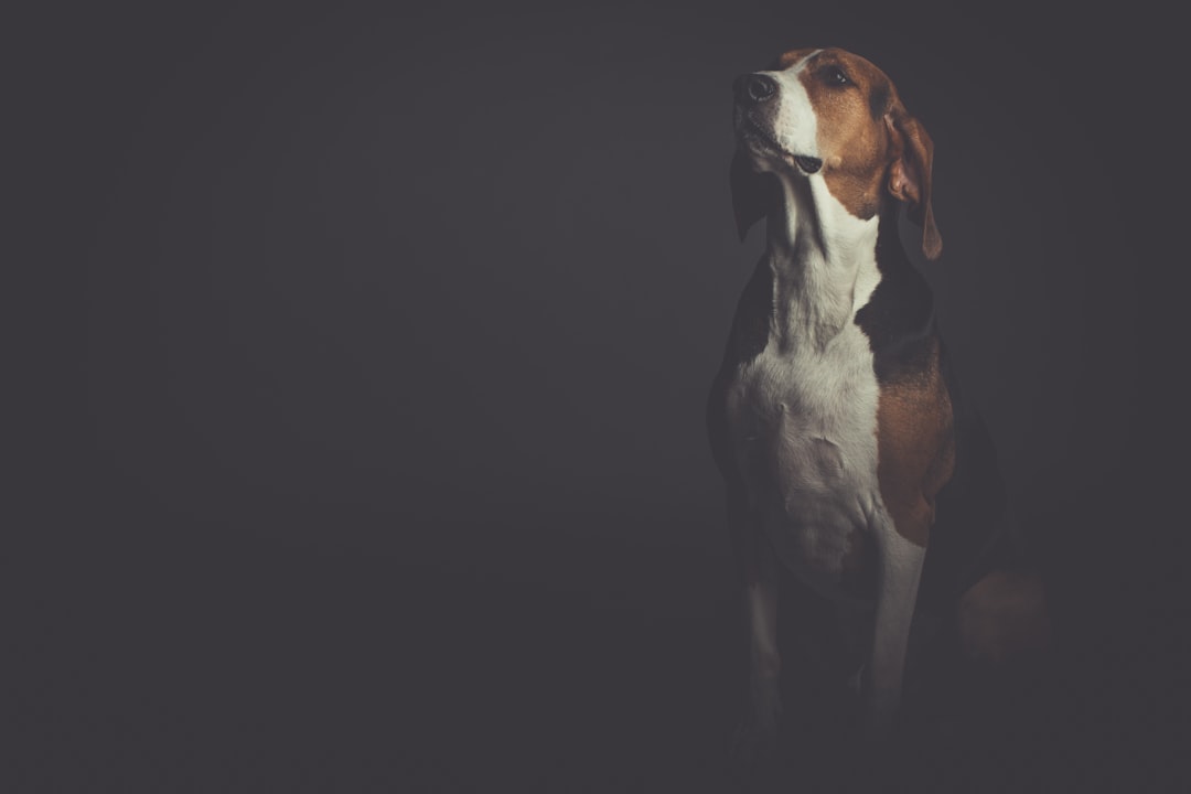 short-coated brown and white dog