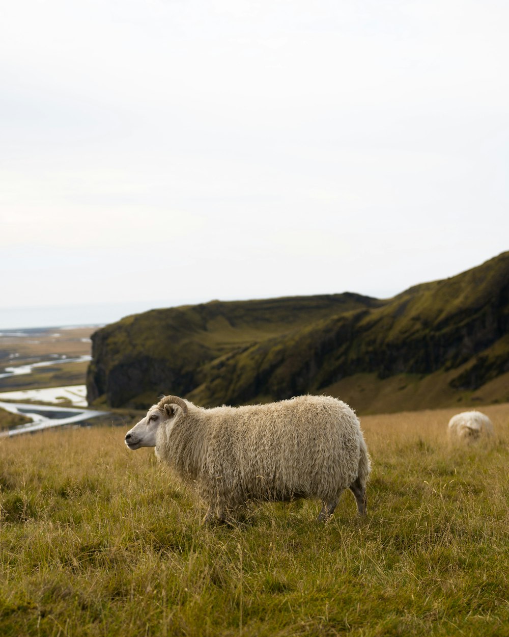 agnello in piedi sul campo di erba vicino alla catena montuosa