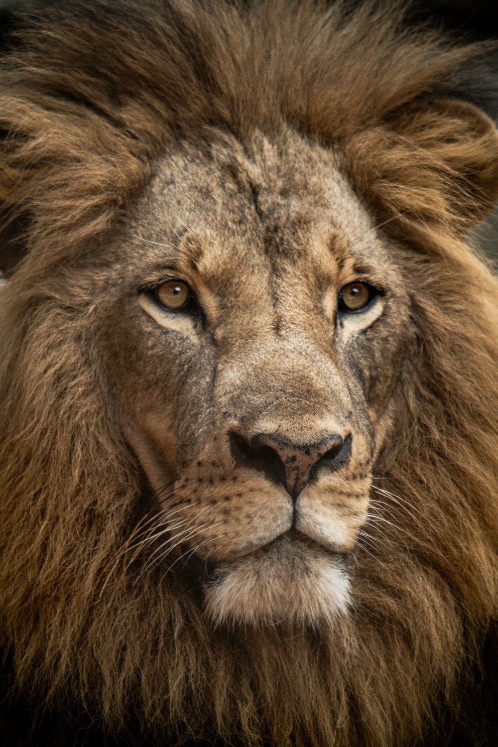 León en primer plano