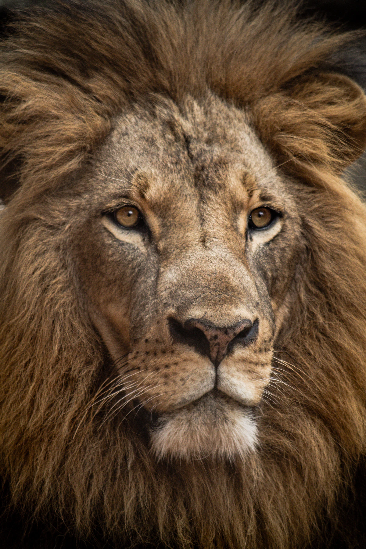 Meryl Streep will voice Aslan in Greta Gerwig's Narnia film for Netflix. Inspired reinterpretation, or changing a character that was never meant to change?