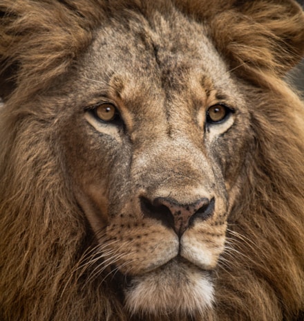 lion in close up shot