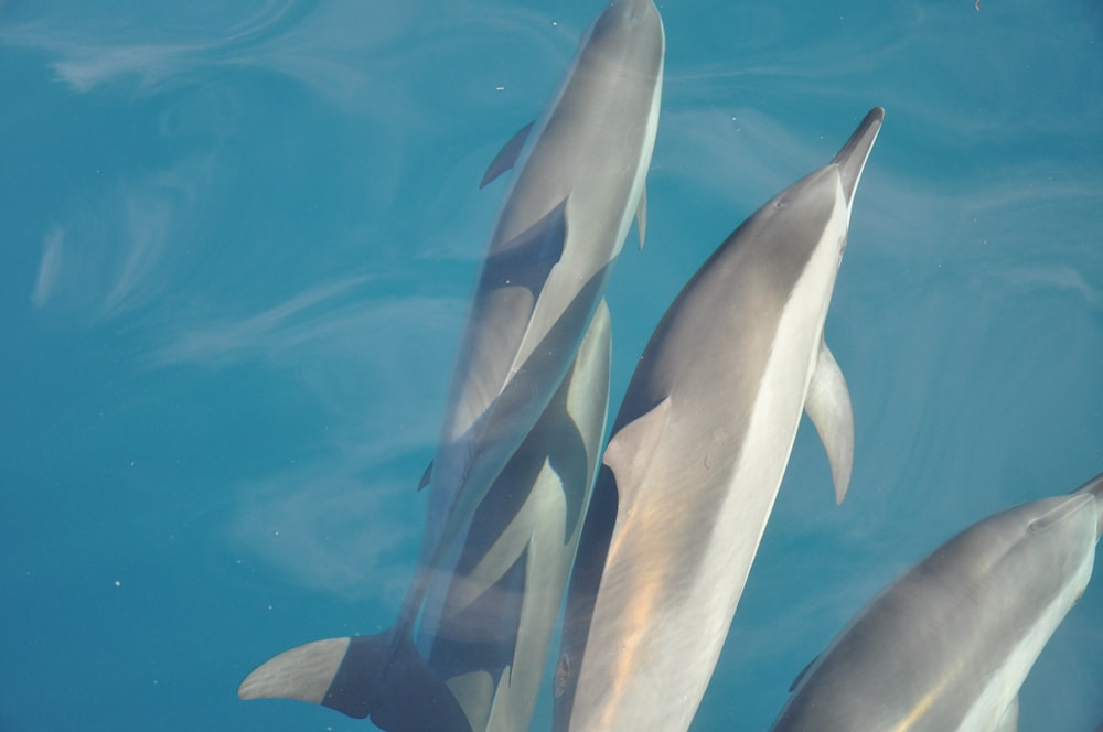 three gray dolphins during daytime