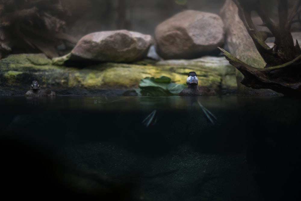 two brown stone near body of water