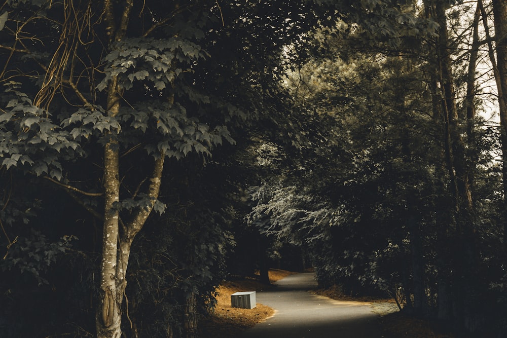 empty road beside trees