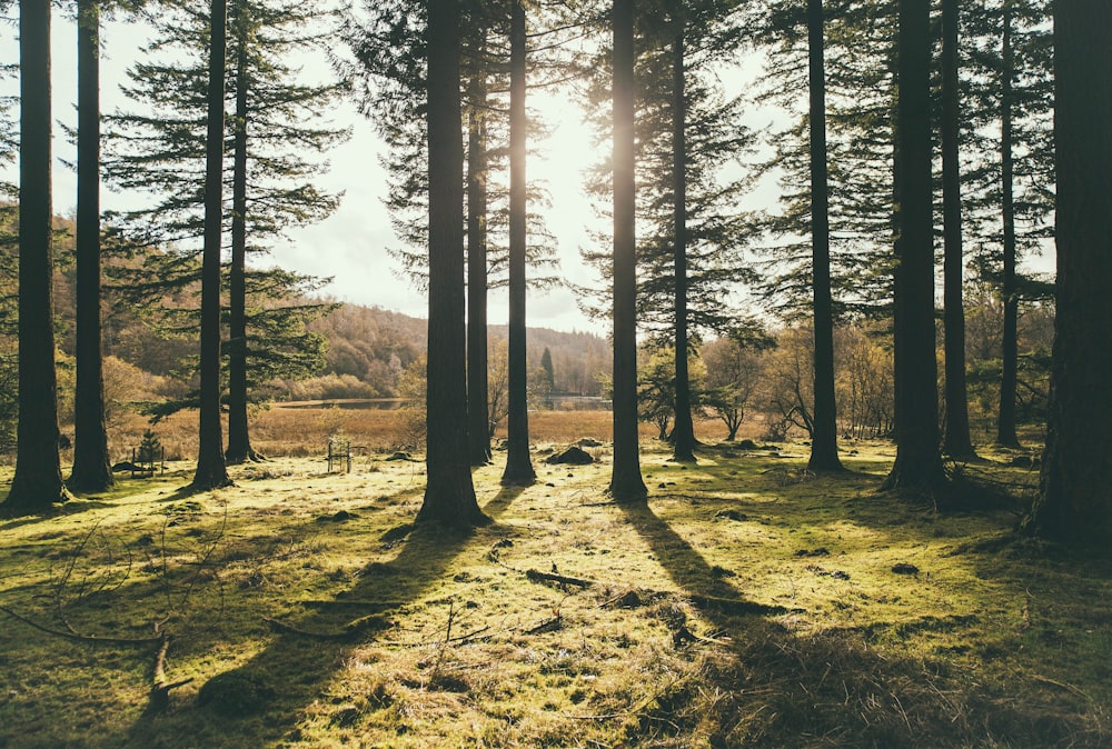 la lumière du soleil passant à travers les arbres