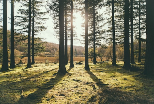 sunlight passing thru trees in Holme Fell United Kingdom