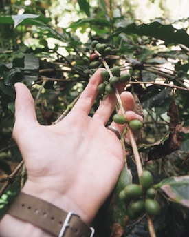 A hand gently holds a branch of an unripe coffee plant, surrounded by lush green leaves. The coffee cherries are small and green, indicating they are not yet ripe. The scene has a natural and serene feel.
