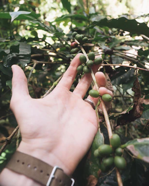 A warm handshake between a farmer and a business partner in a lush green coffee plantation.