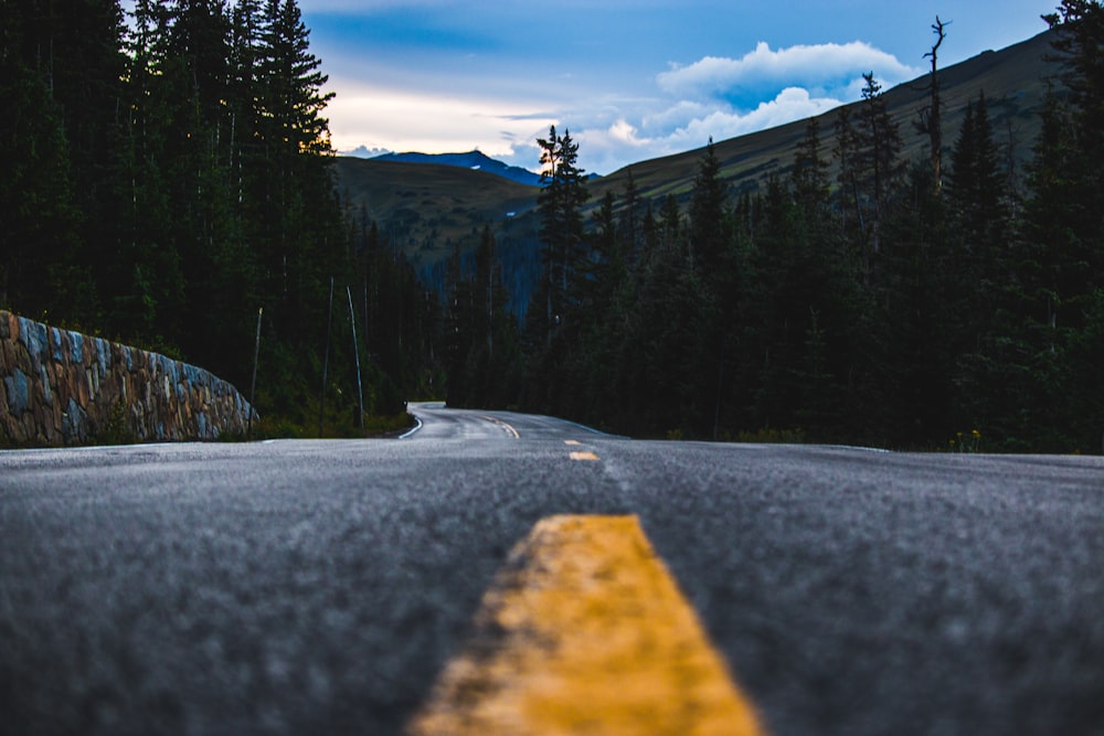 asphalt road between pine trees under cloudy blue sky