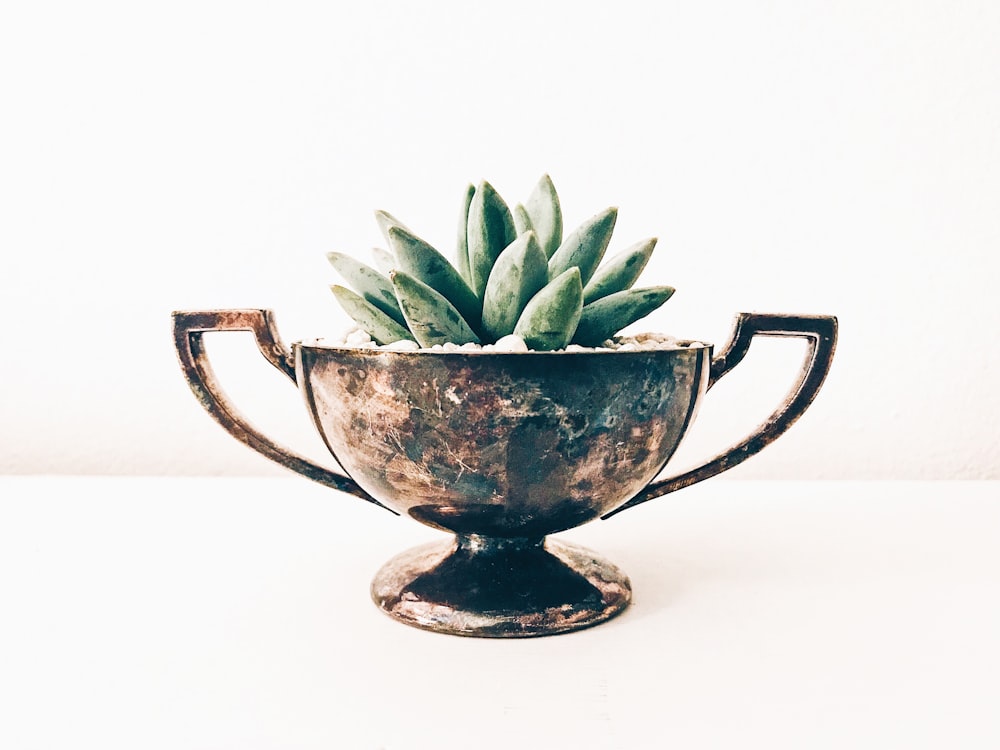 Planta verde en taza de cerámica azul y blanca
