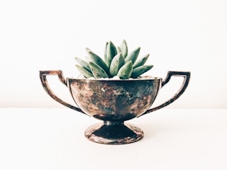 green plant in blue and white ceramic mug