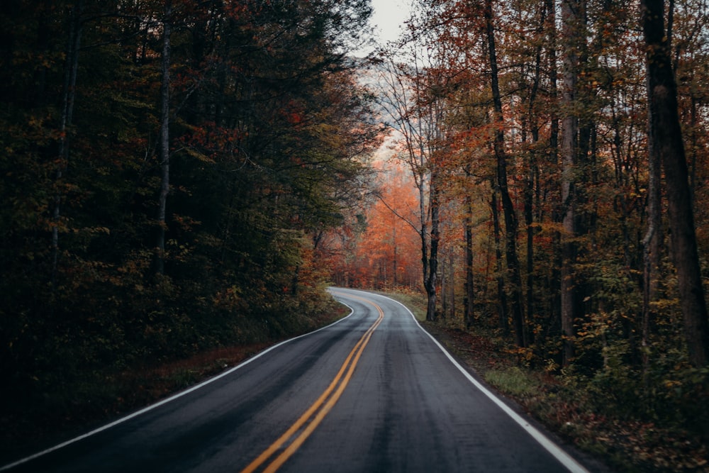 grey concrete road surrounded by trees