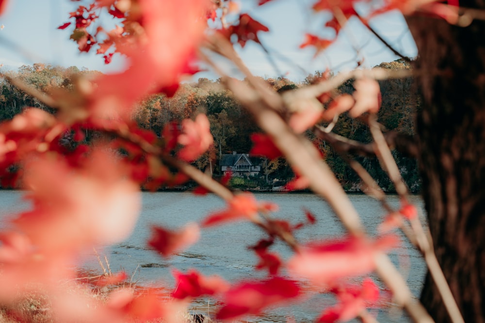 red leaf plant