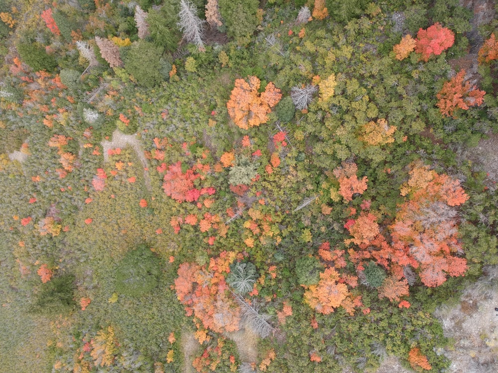 aerial photography of forest