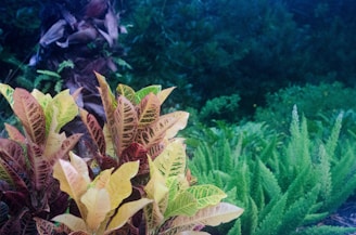 A lush, green garden setting featuring a variety of vibrant, tropical plants. Prominent in the foreground is a bush with multicolored leaves, including shades of yellow, orange, and green. In the background, there are other types of greenery, such as ferns and a palm tree trunk, creating a layered, textured effect.