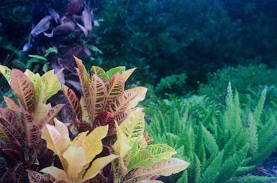 A lush, green garden setting featuring a variety of vibrant, tropical plants. Prominent in the foreground is a bush with multicolored leaves, including shades of yellow, orange, and green. In the background, there are other types of greenery, such as ferns and a palm tree trunk, creating a layered, textured effect.