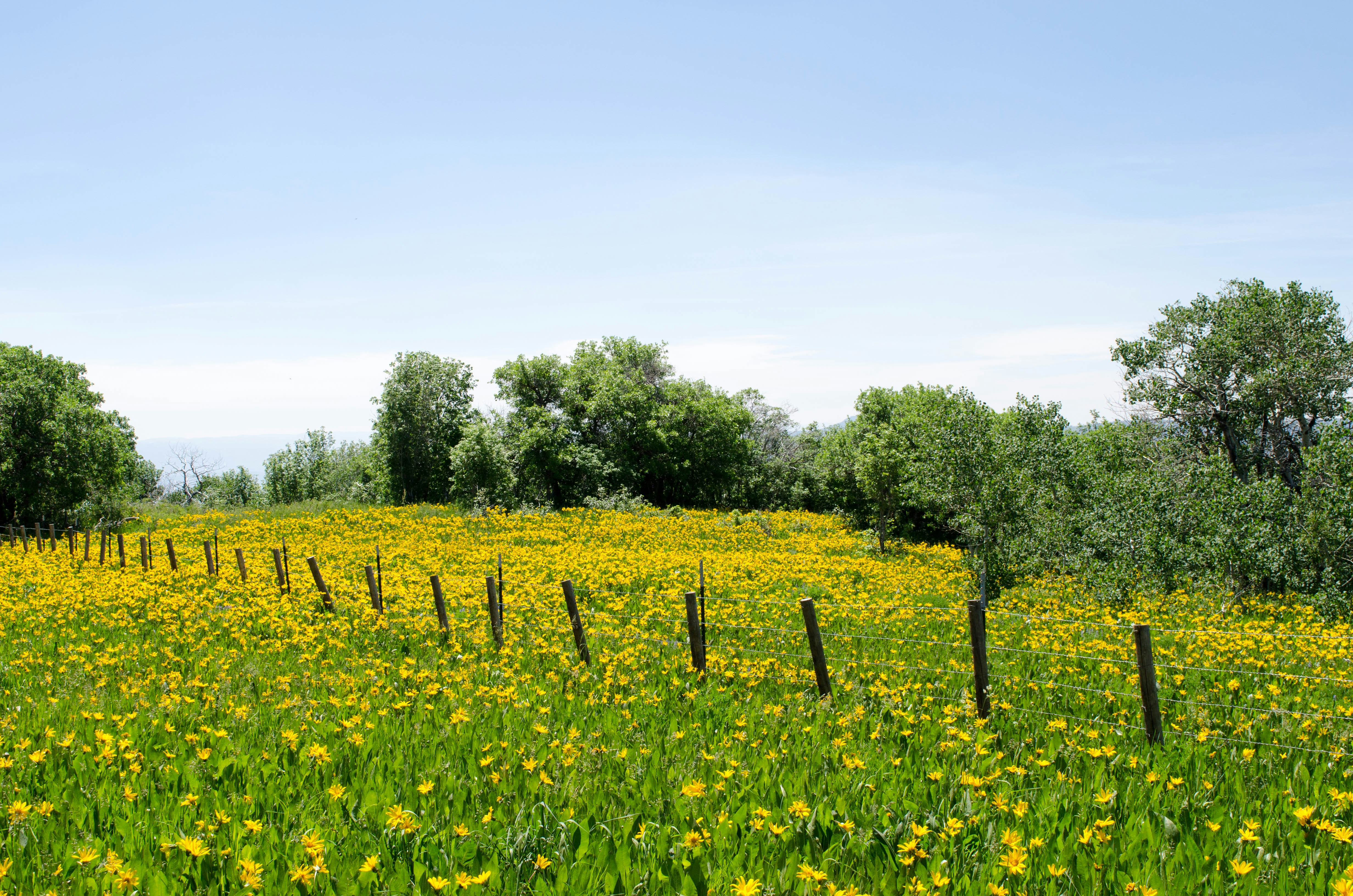 A field of yellow flowers and small trees.