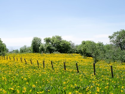 A field of yellow flowers and small trees.